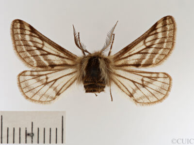 dorsal view of adult Lycia zonaria