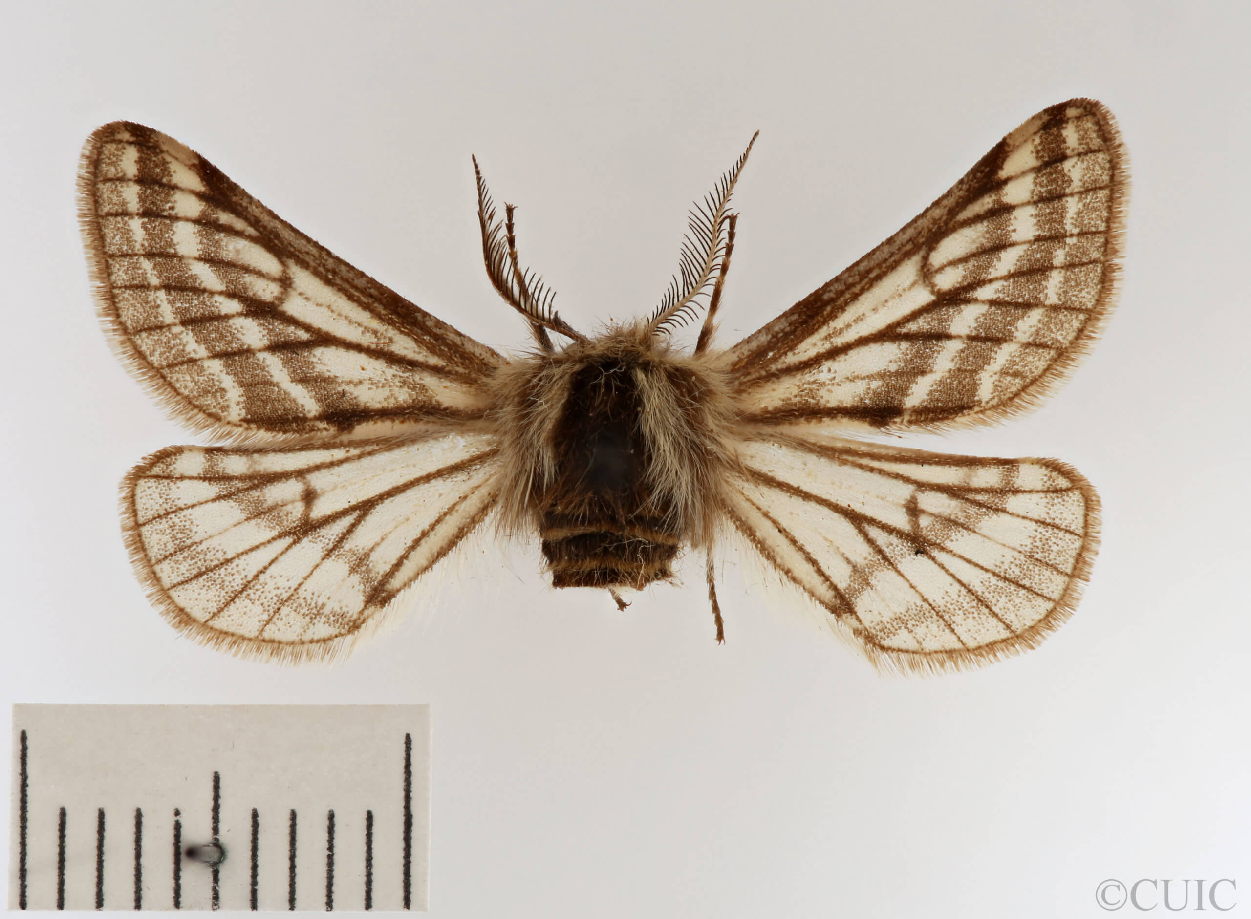dorsal view of adult Lycia zonaria