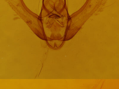 genitalia view of adult Lycia zonaria