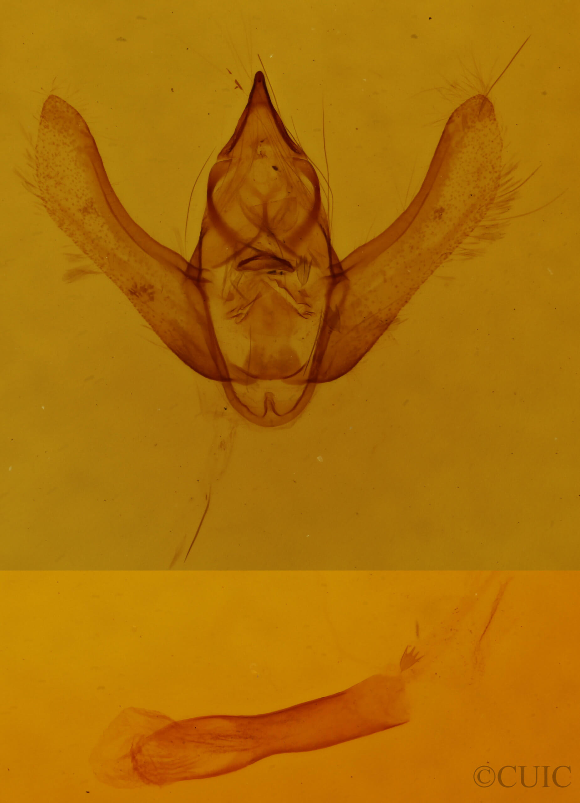 genitalia view of adult Lycia zonaria