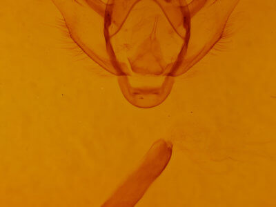 genitalia view of adult Biston