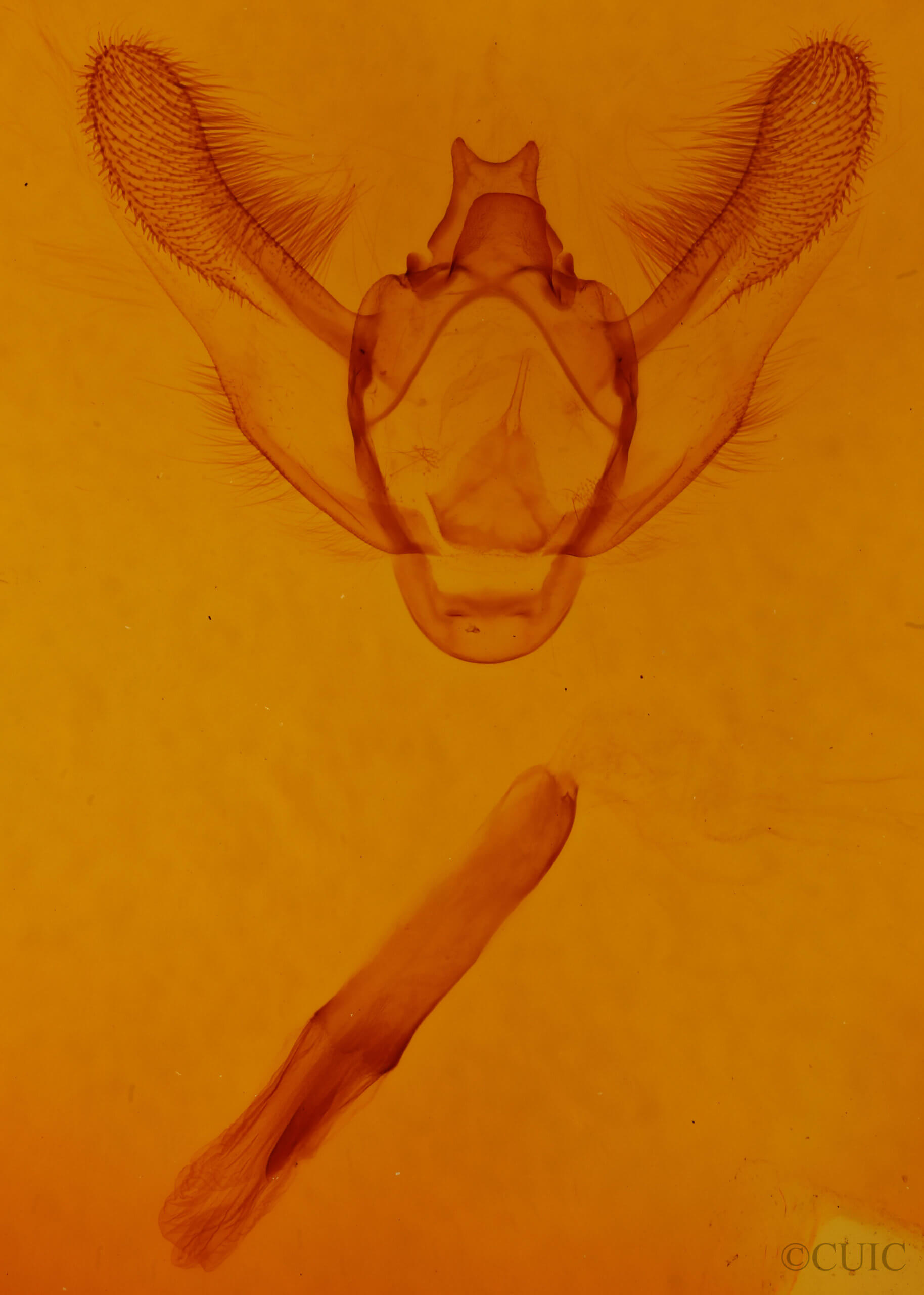 genitalia view of adult Biston