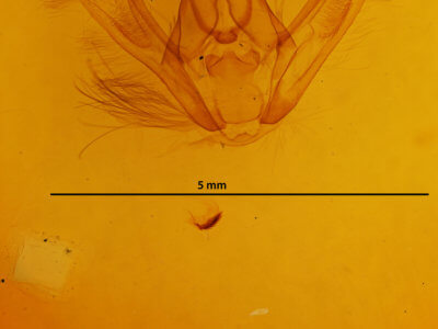 genitalia view of adult Jankowskia athleta