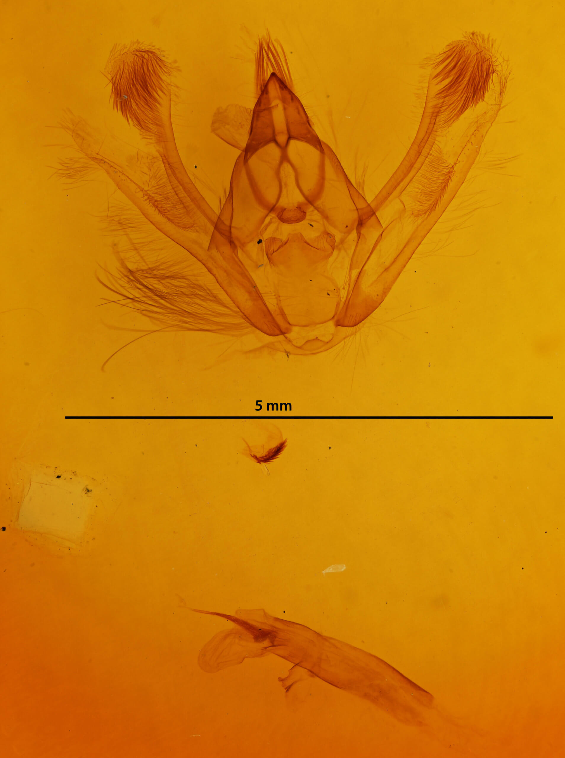genitalia view of adult Jankowskia athleta