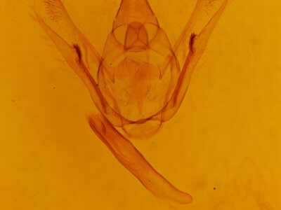 genitalia view of adult Amraica superans