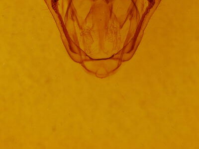 genitalia view of adult Amraica superans