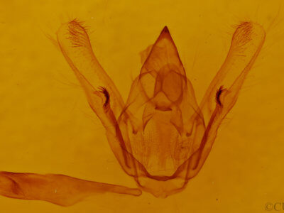genitalia view of adult Amraica superans