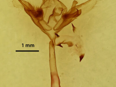genitalia view of adult Caenurgina