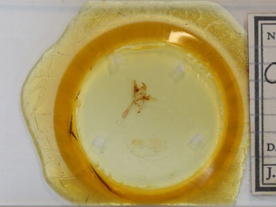 slide view of adult Caenurgina