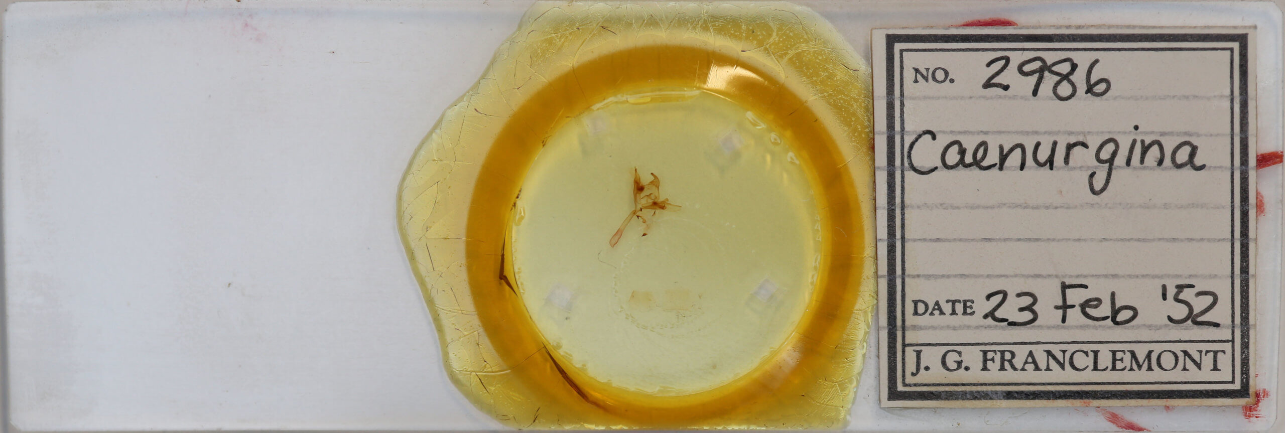 slide view of adult Caenurgina