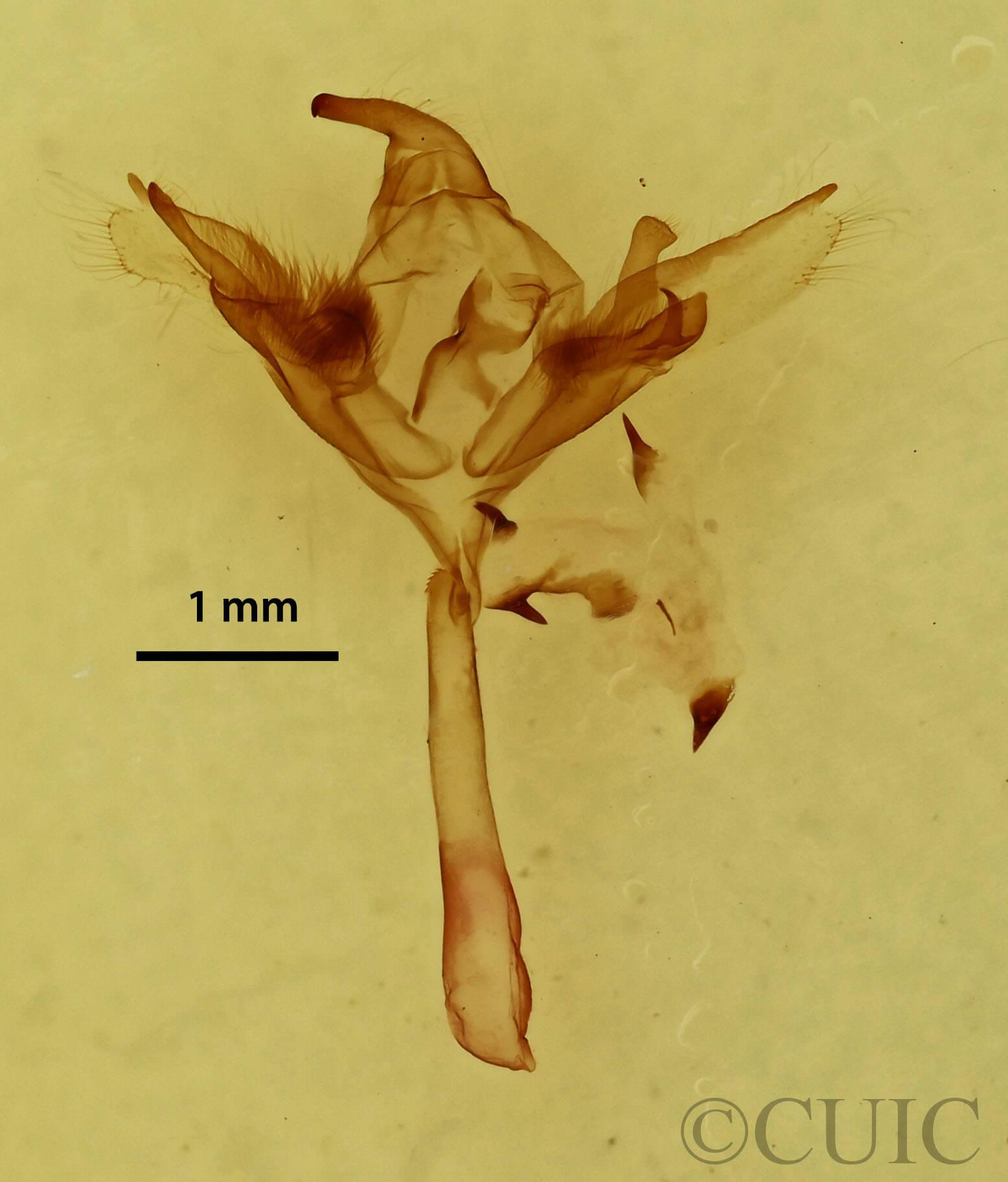 genitalia view of adult Caenurgina