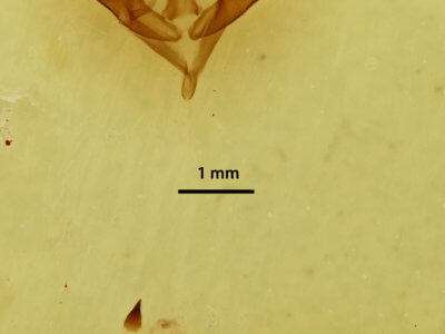 genitalia view of adult Caenurgina