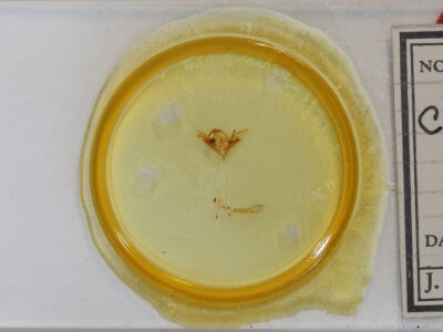 slide view of adult Caenurgina