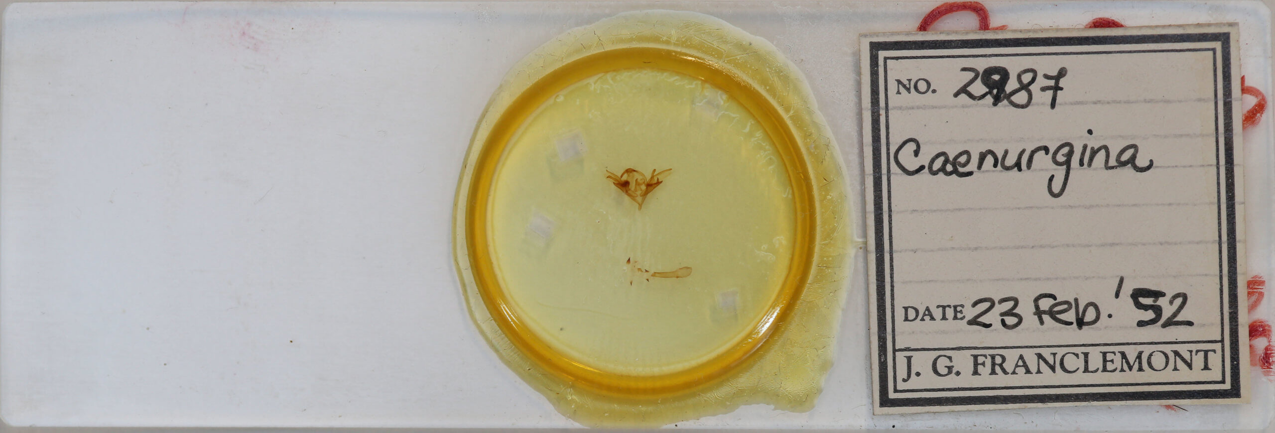 slide view of adult Caenurgina