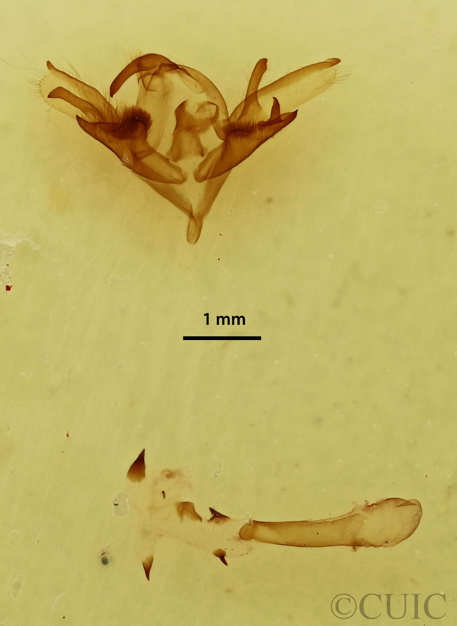 genitalia view of adult Caenurgina