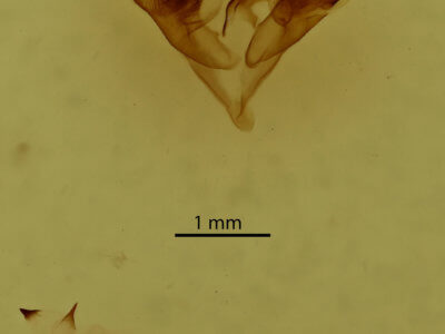 genitalia view of adult Caenurgina
