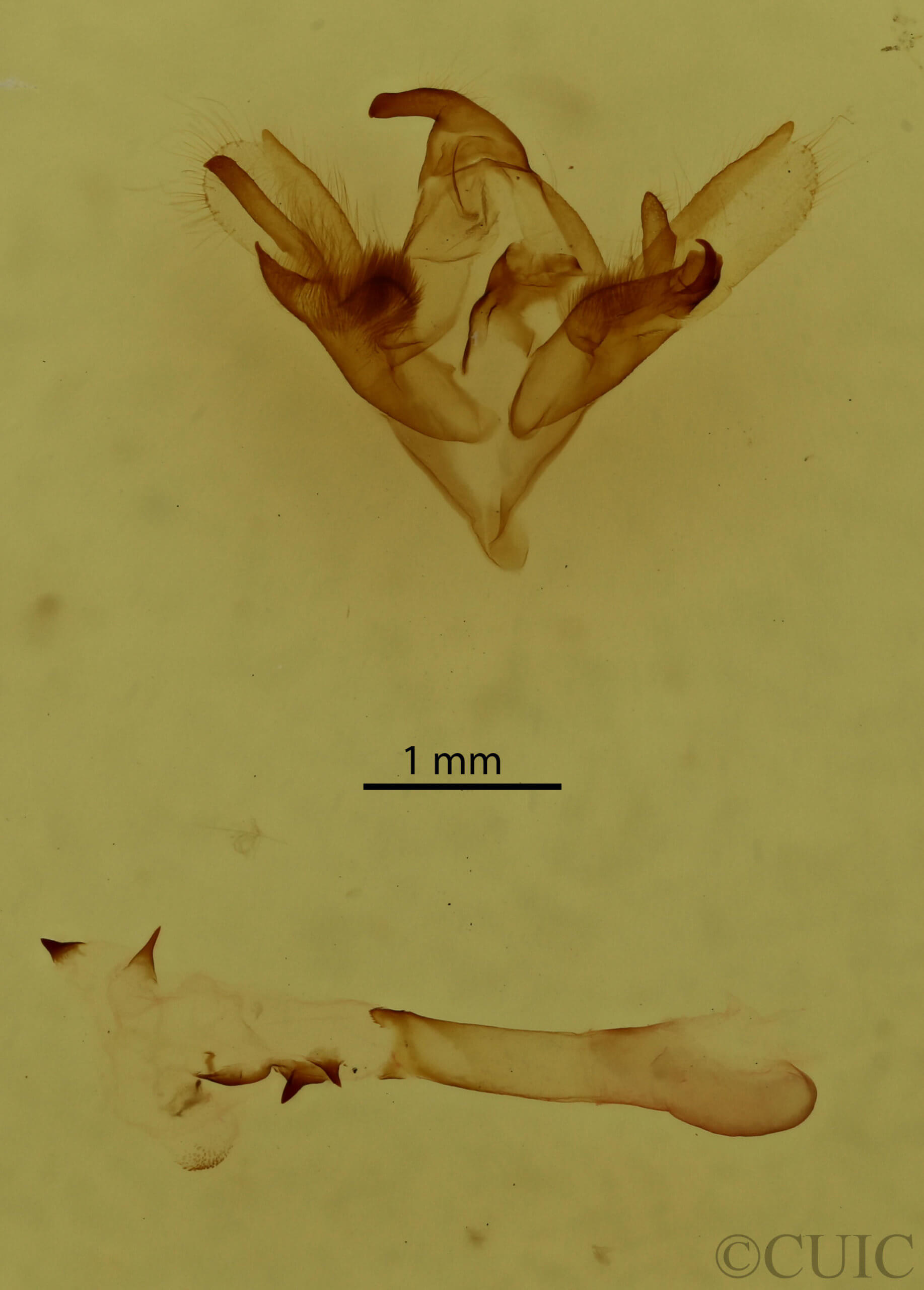 genitalia view of adult Caenurgina