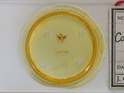 slide view of adult Caenurgina