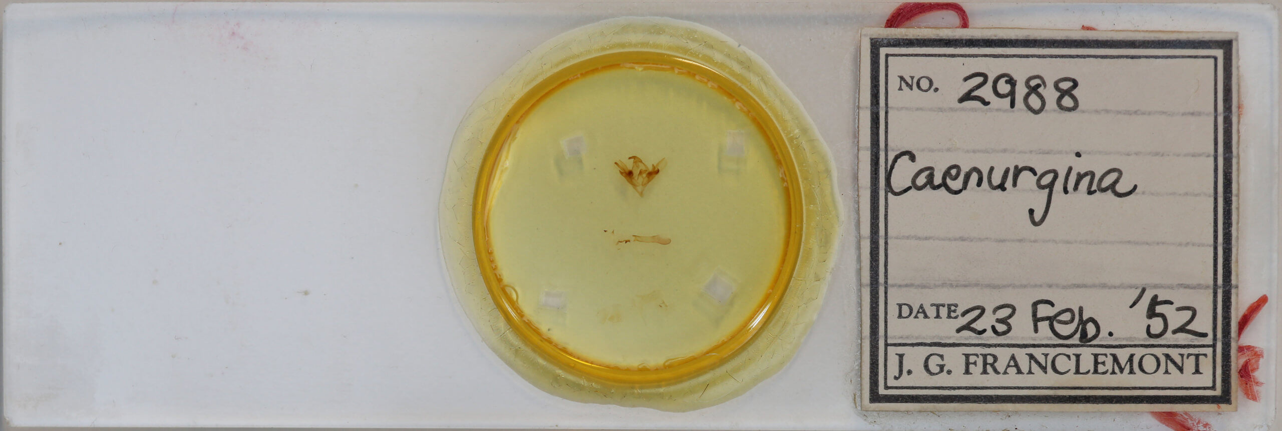 slide view of adult Caenurgina