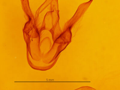 genitalia view of adult Callindra principalis