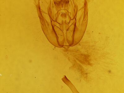 genitalia view of adult Rheumaptera undulata
