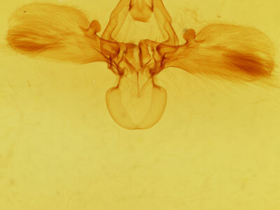 genitalia view of adult Carea
