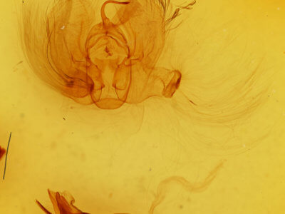 genitalia view of adult Catephia