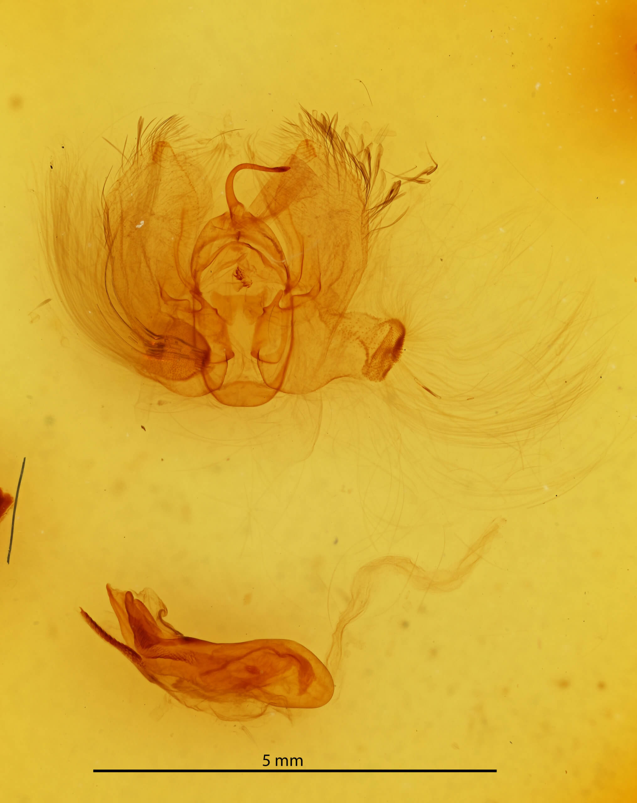 genitalia view of adult Catephia