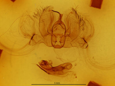 genitalia view of adult Catephia sericea