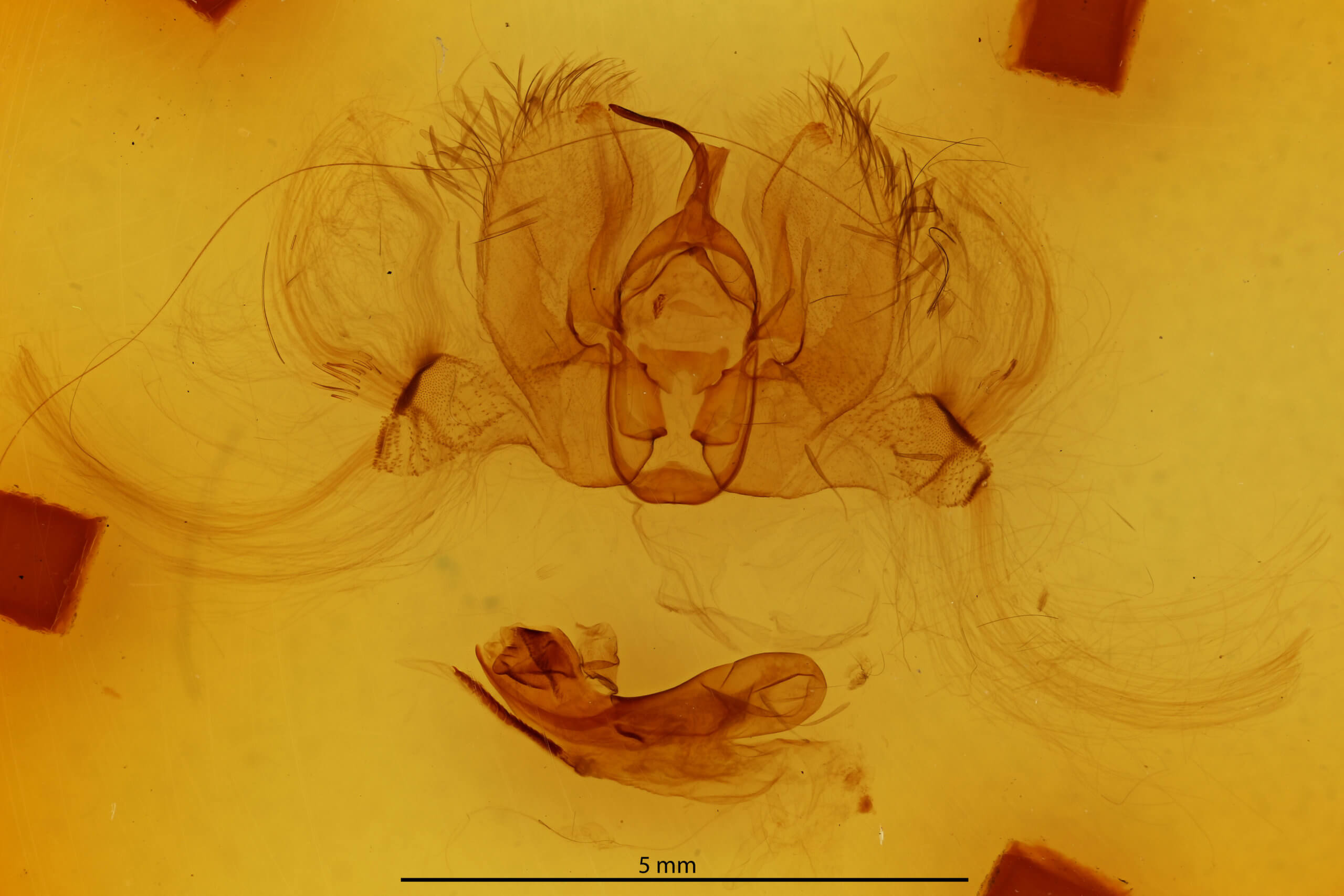 genitalia view of adult Catephia sericea