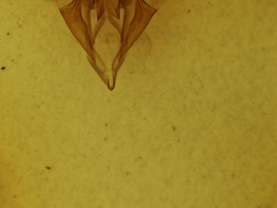 genitalia view of adult Catocala grynea