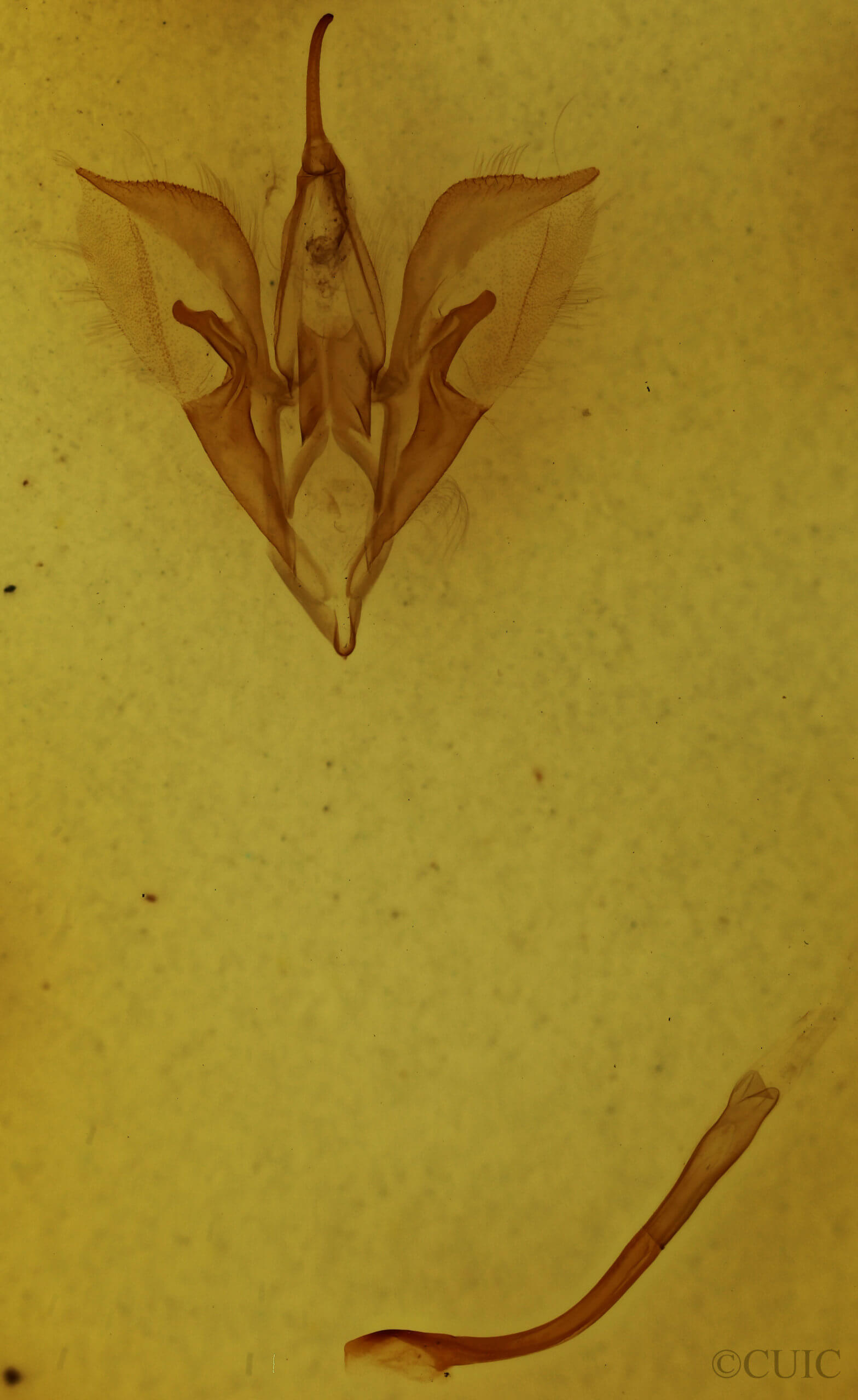 genitalia view of adult Catocala grynea