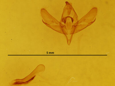 genitalia view of adult Centrochlora esmeralda