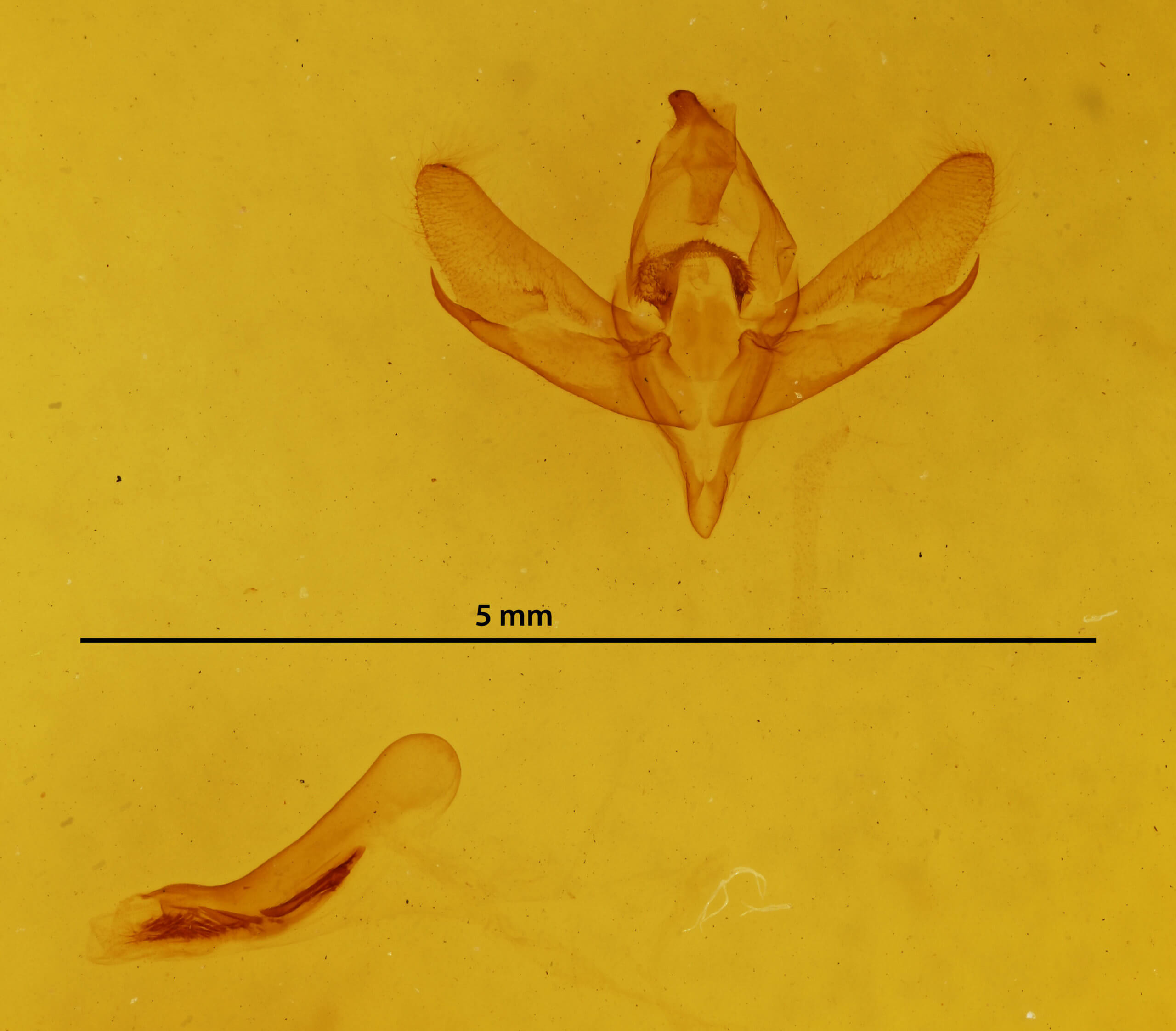 genitalia view of adult Centrochlora esmeralda