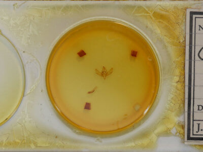 slide view of adult Centrochlora esmeralda