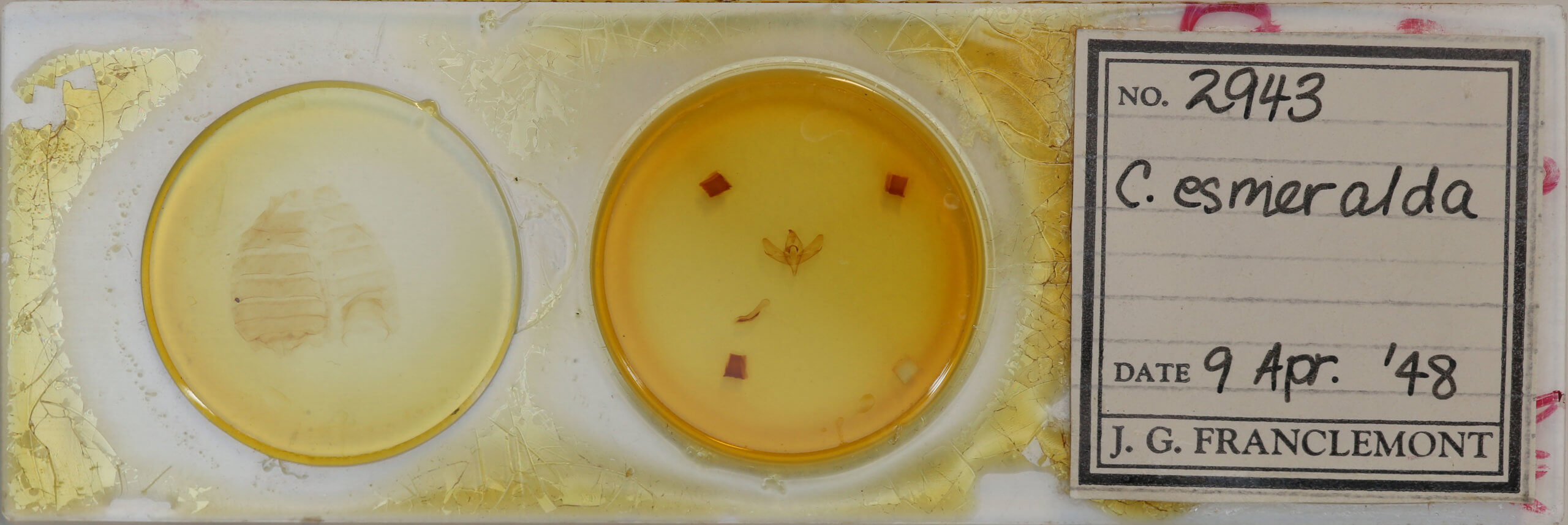 slide view of adult Centrochlora esmeralda