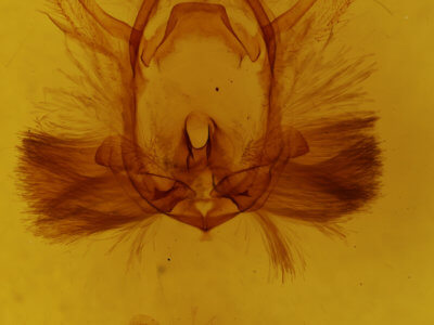 genitalia view of adult Chadisra sp.