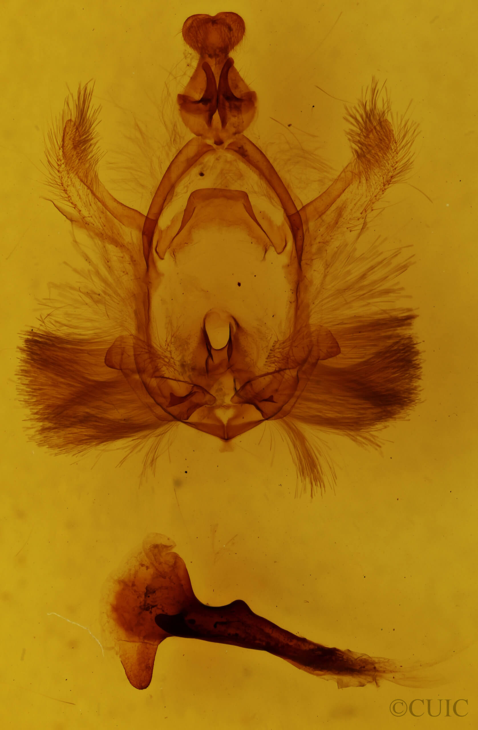 genitalia view of adult Chadisra sp.