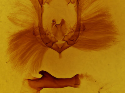 genitalia view of adult Chadisra