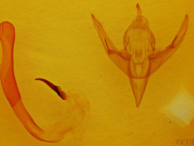 genitalia view of adult Chaetaglaea sericea