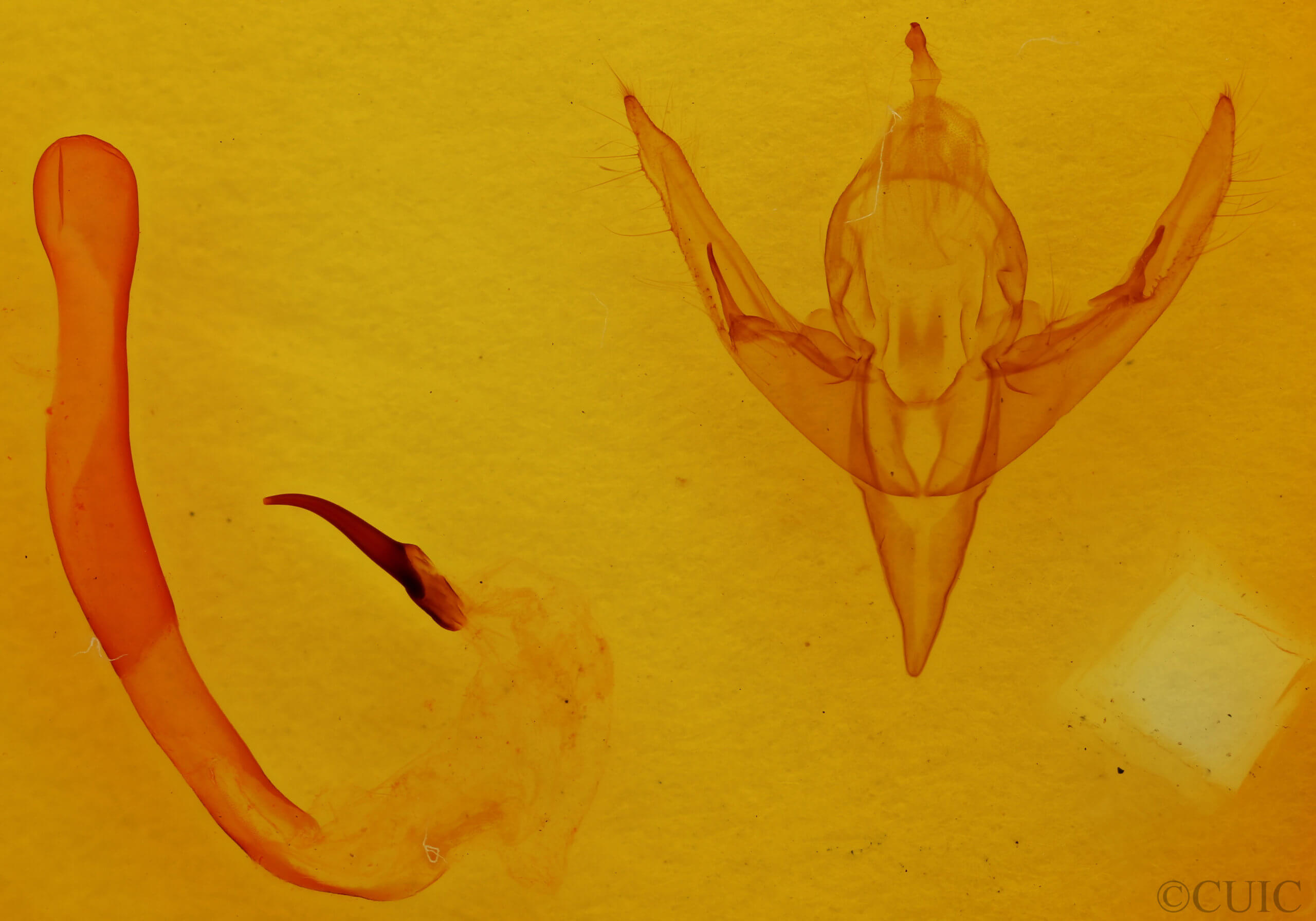 genitalia view of adult Chaetaglaea sericea