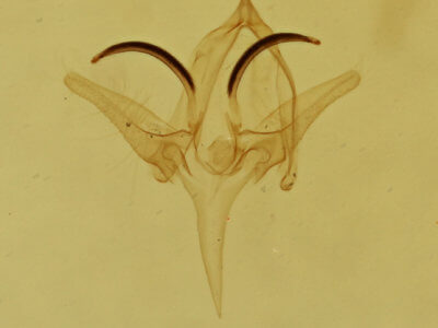 genitalia view of adult Garella