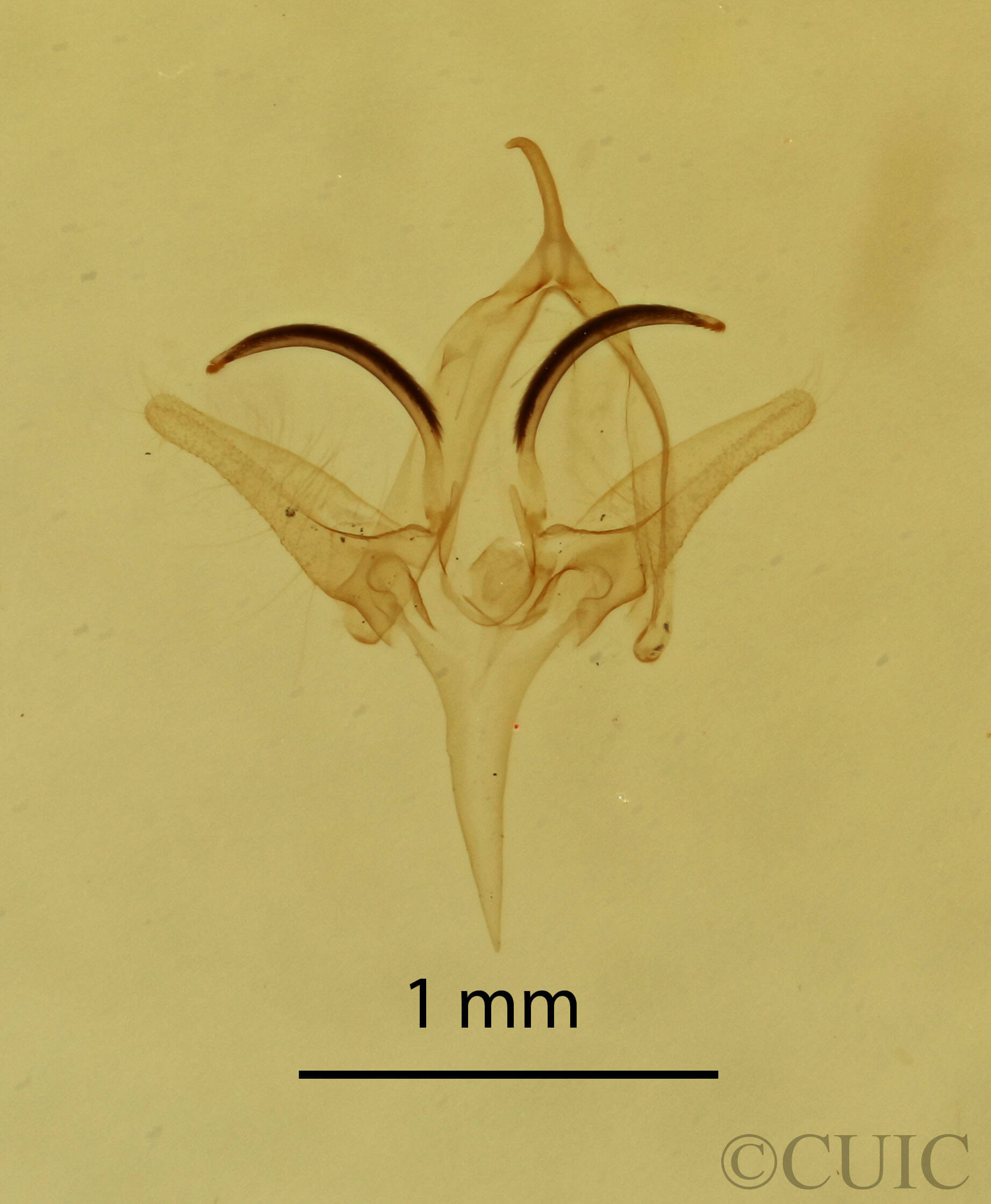 genitalia view of adult Garella