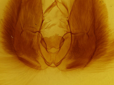 genitalia view of adult Chasmina