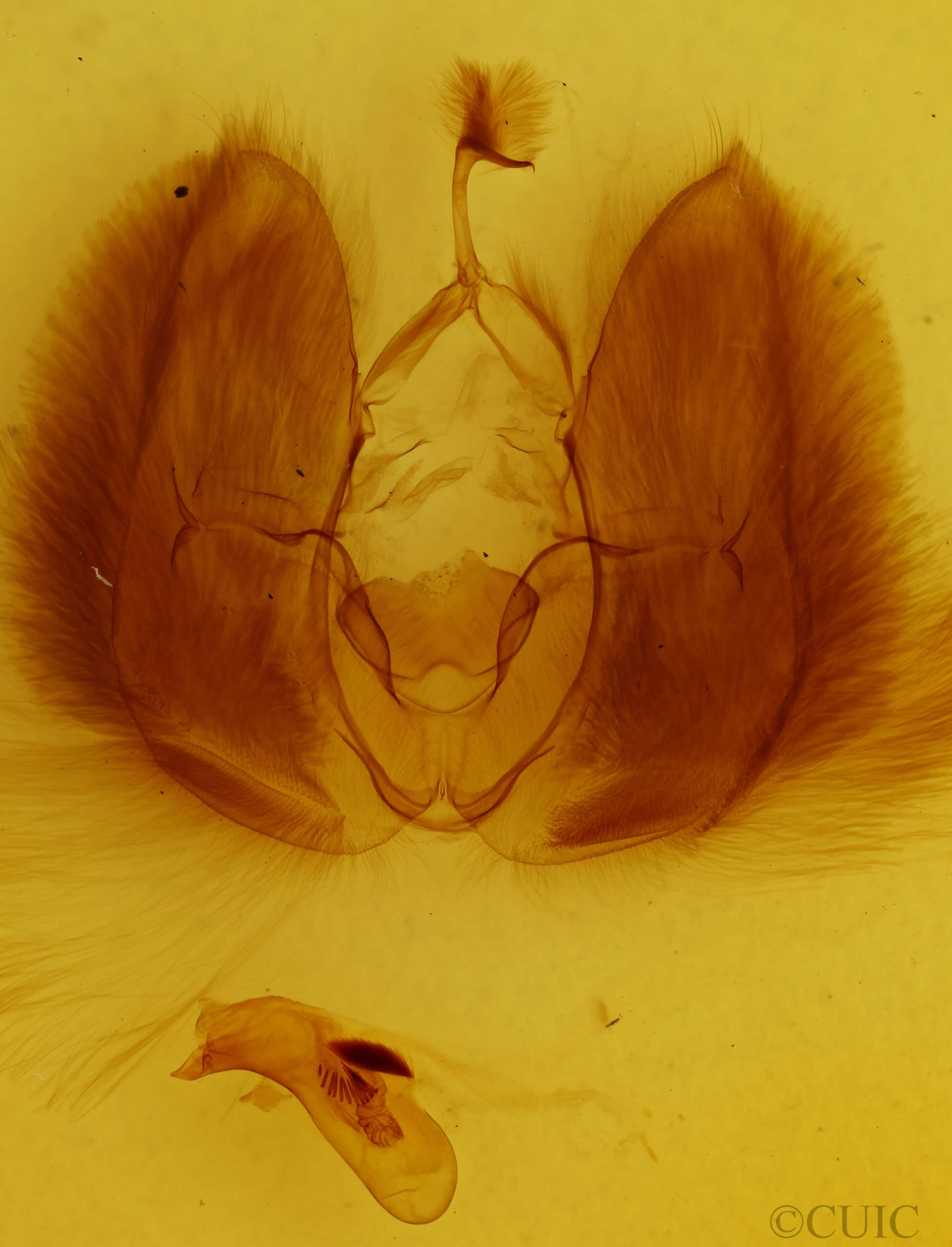 genitalia view of adult Chasmina