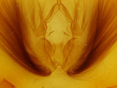 genitalia view of adult Chasmina