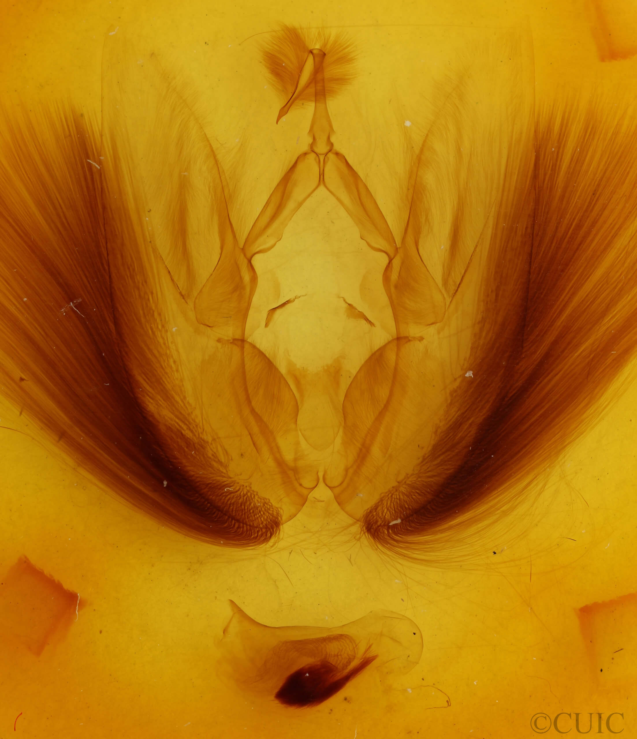genitalia view of adult Chasmina