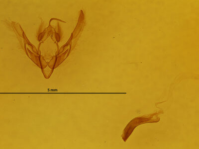 genitalia view of adult Chilodes maritimus