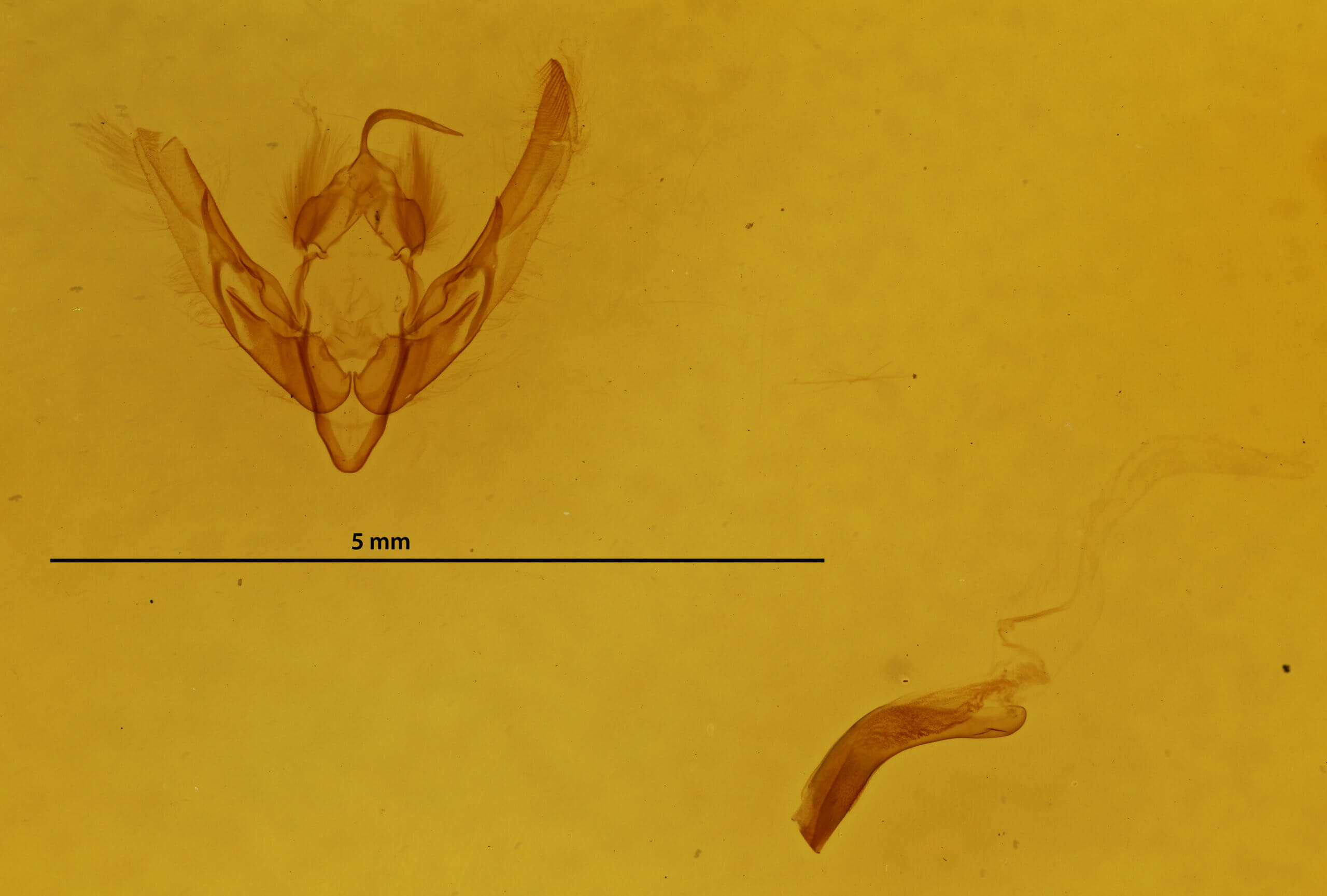 genitalia view of adult Chilodes maritimus