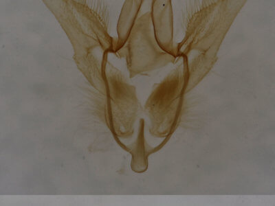 genitalia view of adult Chloropteryx tepperaria